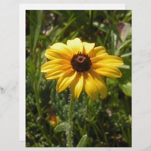 black-eyed susan (Front/Back)