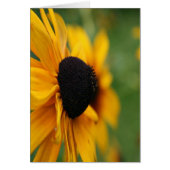 Black Eyed Susan (Front)