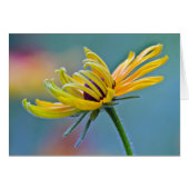 Black-eyed Susan (Front Horizontal)