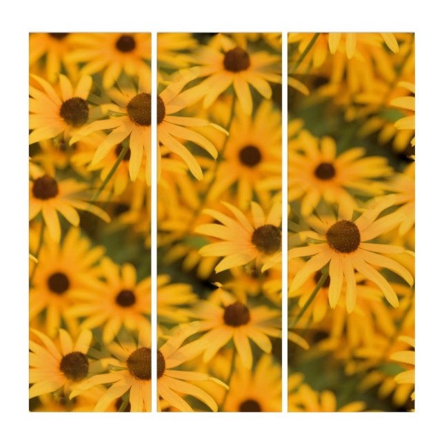Black Eyed Susan Blooms Triptych (Front)