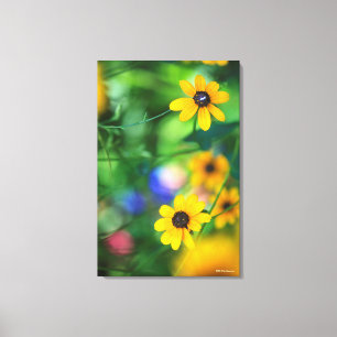 Black-eyed Susan Canvas Print