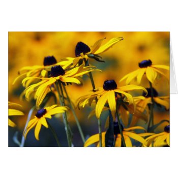 Black Eyed Susan Card by Considernature at Zazzle