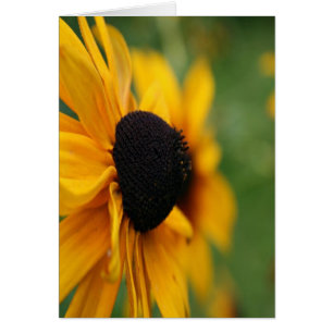 Black Eyed Susan Cards