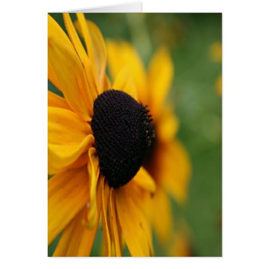 Black Eyed Susan Cards (Front)