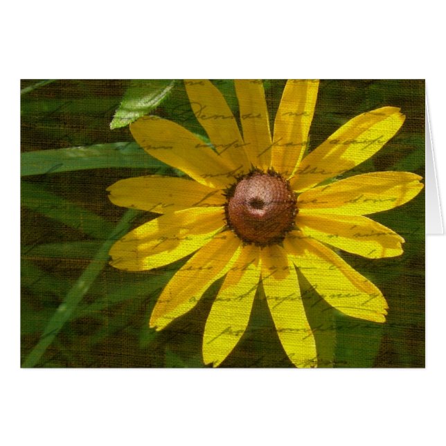 Black-Eyed Susan Cards (Front Horizontal)
