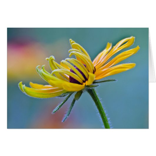Black-eyed Susan Cards (Front Horizontal)