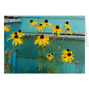 Black Eyed Susan Cards