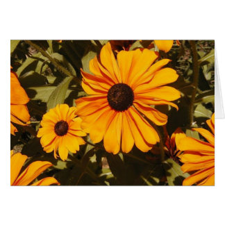 Black-Eyed Susan Cards