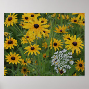 Black Eyed Susan Field Of Flowers  Poster