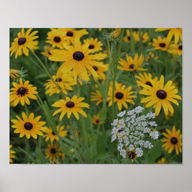 Black Eyed Susan Field Of Flowers  Poster (Front)