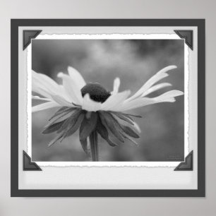 Black Eyed Susan Floral Black And White Snapshot Poster
