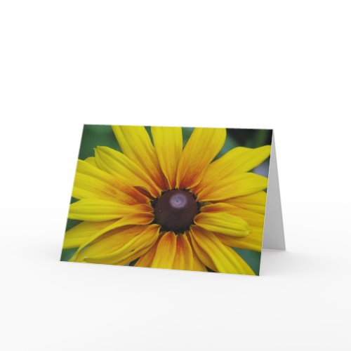 Black Eyed Susan Flower Greeting Card
