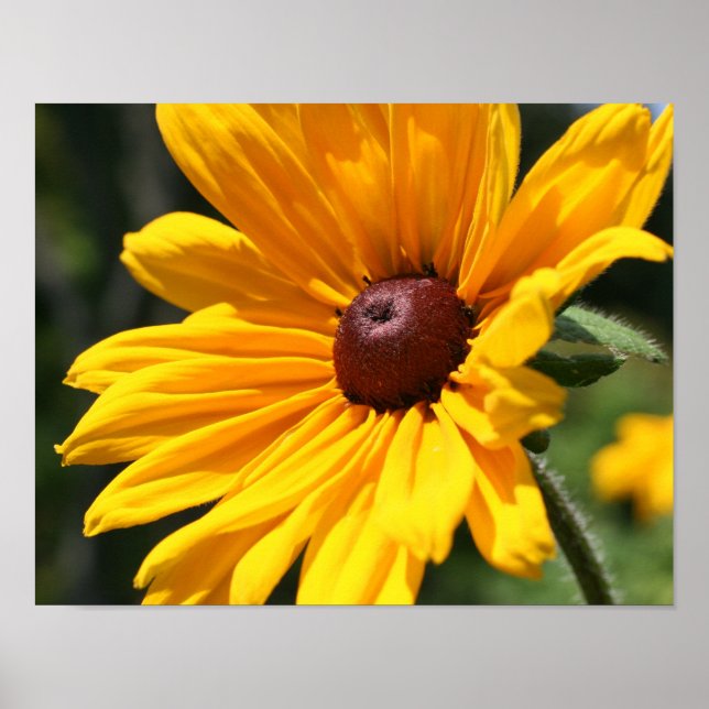 Black Eyed Susan Flower In Sunshine Poster (Front)
