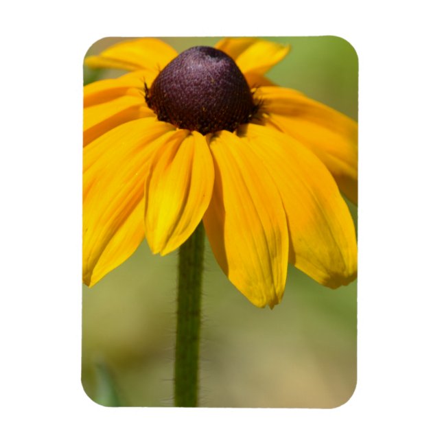 Black Eyed Susan Flower Magnet (Vertical)