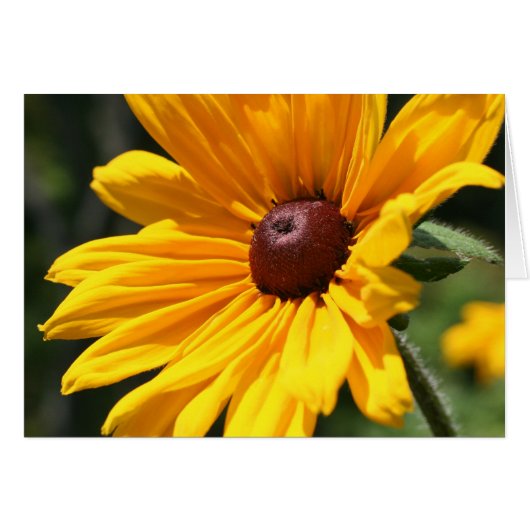 Black Eyed Susan Flower Photography Card (Front Horizontal)