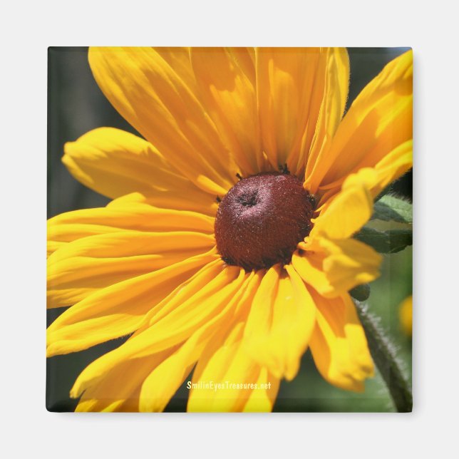 Black Eyed Susan Flower Photography Magnet (Front)