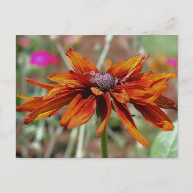 Black Eyed Susan Flower Photography Postcard (Front)