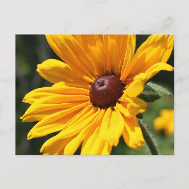 Black Eyed Susan Flower Photography Postcard (Front)