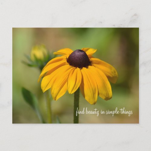 Black Eyed Susan Flower Postcard