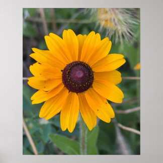 Black-eyed Susan Flower Poster