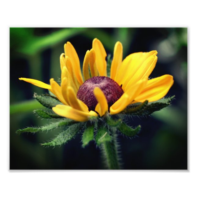 Black Eyed Susan Flower Unfolding 8x10 Photo Print (Front)
