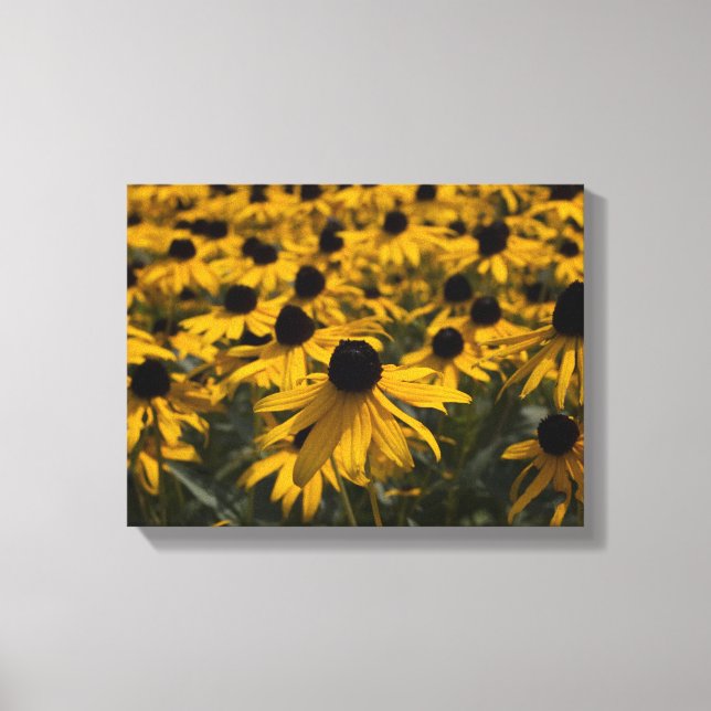 Black Eyed Susan Flowers Canvas Print (Front)