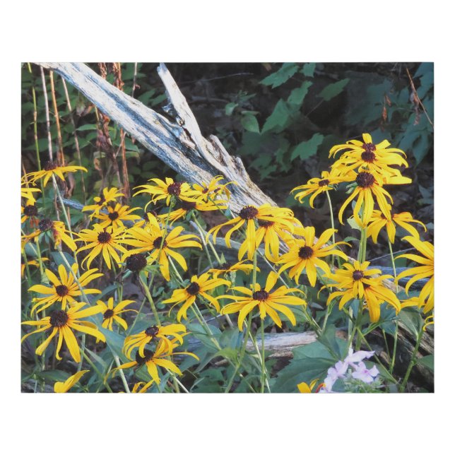Black Eyed Susan Flowers Faux Canvas Print (Front)