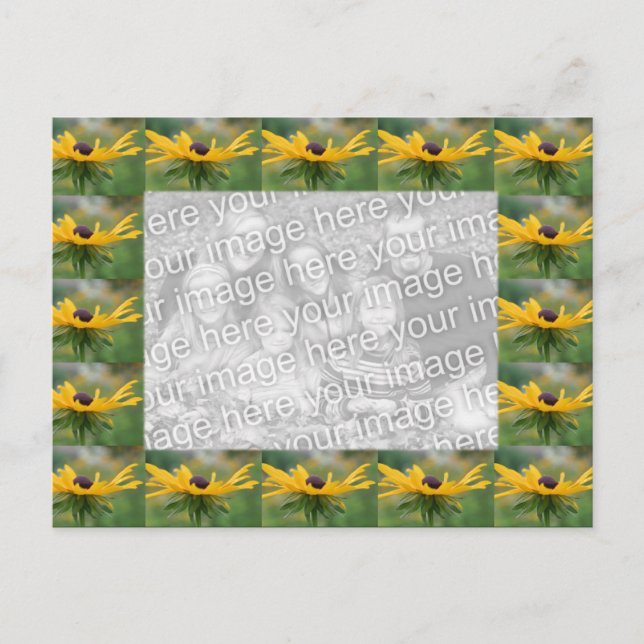 Black Eyed Susan Flowers Photo Postcard (Front)