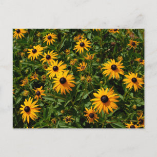 Black Eyed Susan flowers Postcard