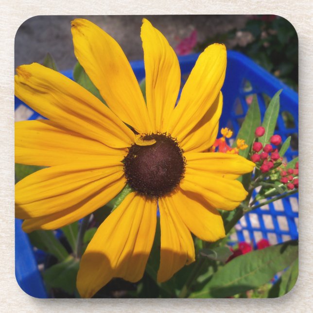 Black eyed-Susan front and center Beverage Coaster (Front)