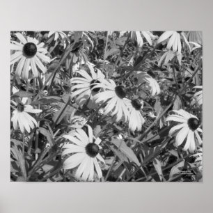 Black Eyed Susan Garden Black And White  Poster