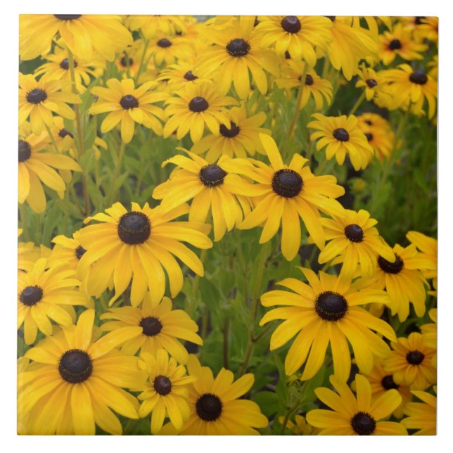 Black Eyed Susan Garden Ceramic Tile (Front)