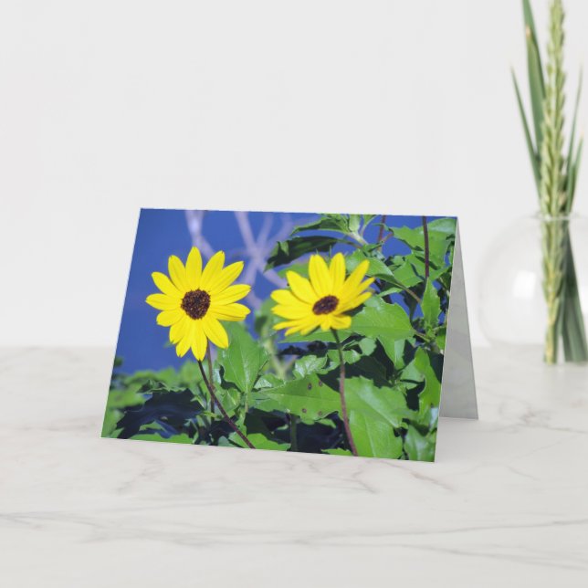 Black Eyed Susan Greeting Card (Front)