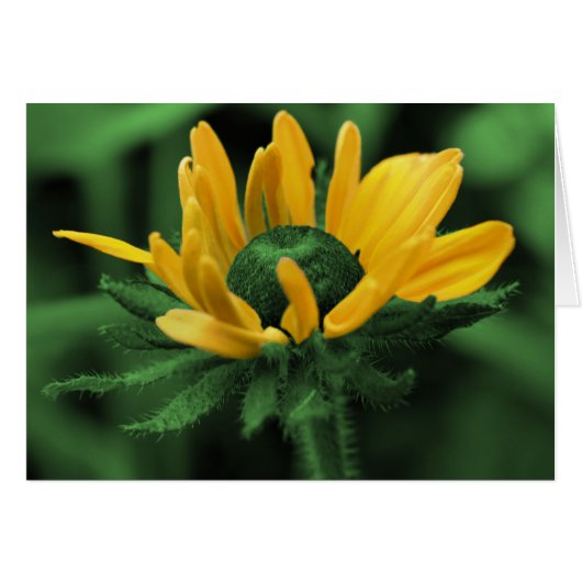 Black Eyed Susan In Green Flower Card (Front Horizontal)