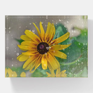 Black-eyed Susan in Rain Paperweight