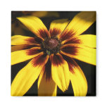 Black Eyed Susan Magnet
