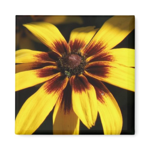 Black Eyed Susan Magnet