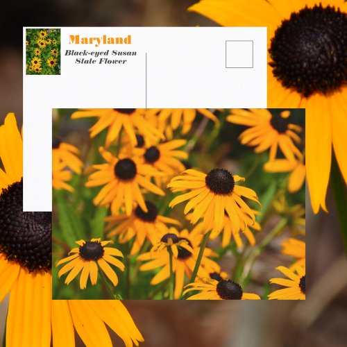 Black_eyed Susan Maryland State Flower Postcard