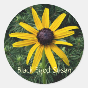 Black Eyed Susan MD Flower Classic Round Sticker