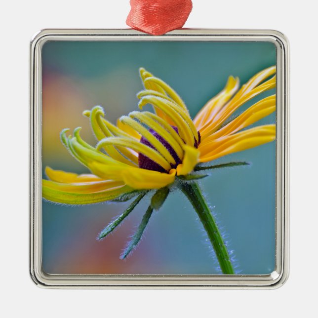 Black-eyed Susan Metal Ornament (Front)