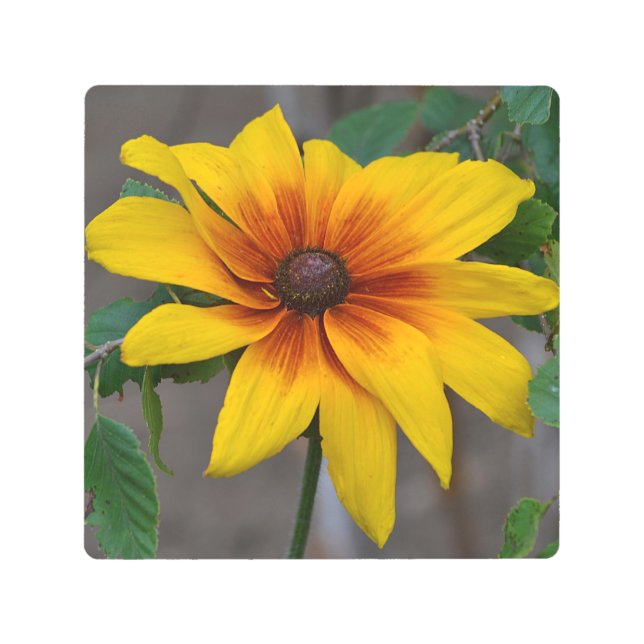 Black-Eyed Susan Metal Print (Front)