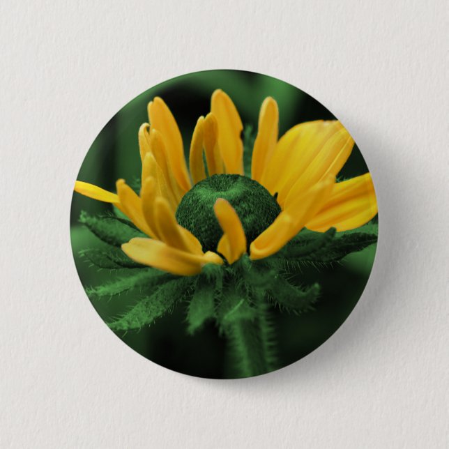 Black Eyed Susan On Green Flower Button (Front)