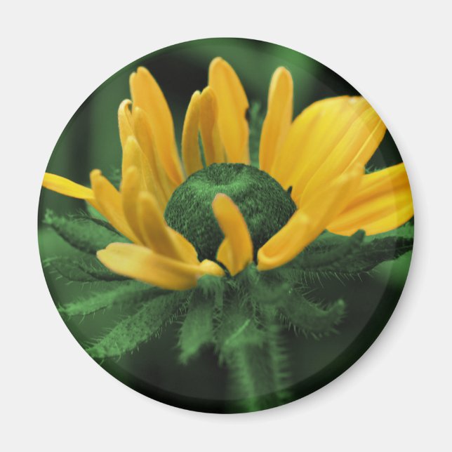 Black Eyed Susan On Green Flower Magnet (Front)