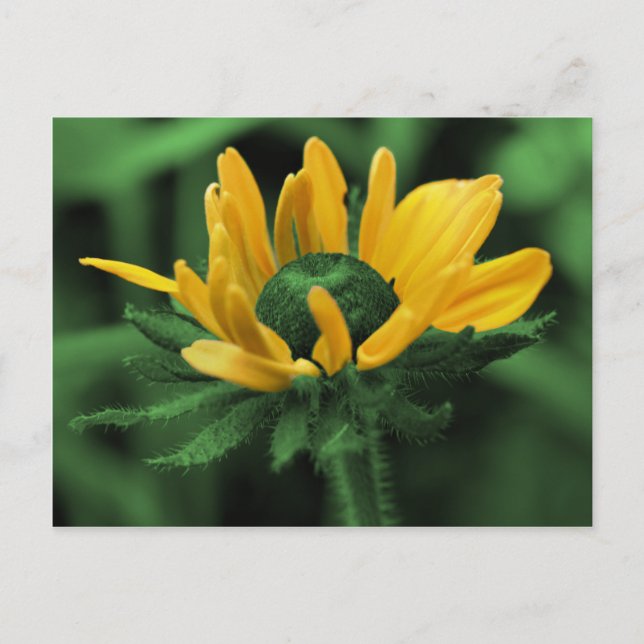 Black Eyed Susan On Green Flower Postcard (Front)