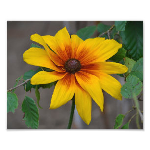 Black Eyed Susan Photo Print