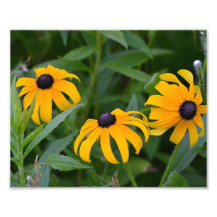 Black-Eyed- Susan Photo Print