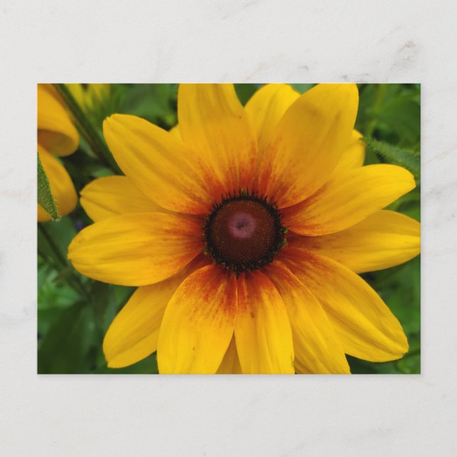 Black-Eyed Susan Postcard (Front)