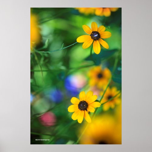 Black_eyed Susan Poster