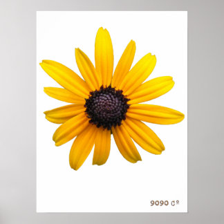 Black-eyed Susan Poster