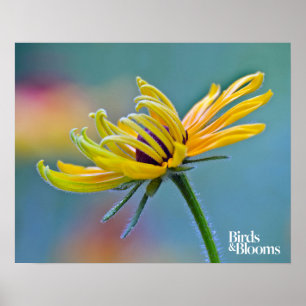 Black-eyed Susan Poster